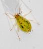 Myzus ornatus